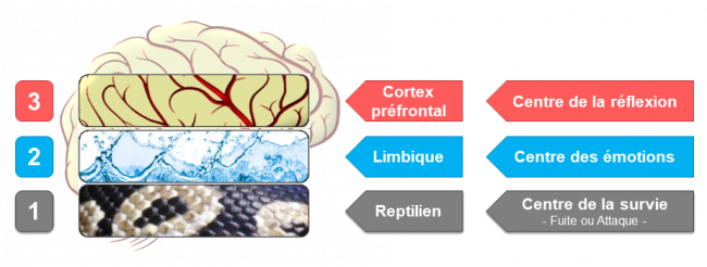 Cerveau Trioexplications